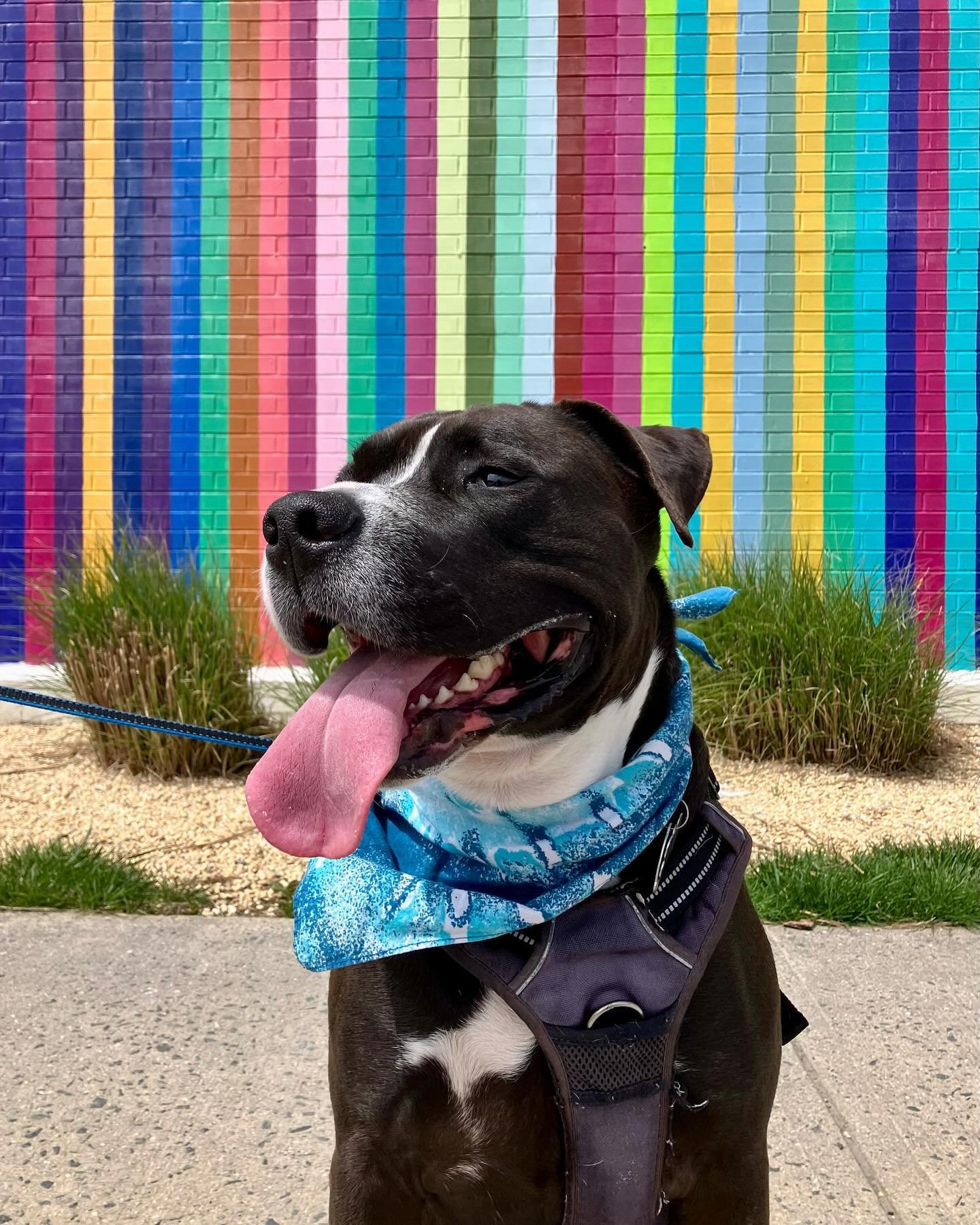 greetings from asbury park! 🫶 celebrated sparkle turning ✨2✨ yesterday 🥹💖🎂 - made new friends at the dog beach 🐶, walked the boardwalk 🐾, got pizza 🍕, enjoyed peanut butter pup cups from @bettysicebox 🍦, and stopped by @pawsbarkeryandboutique