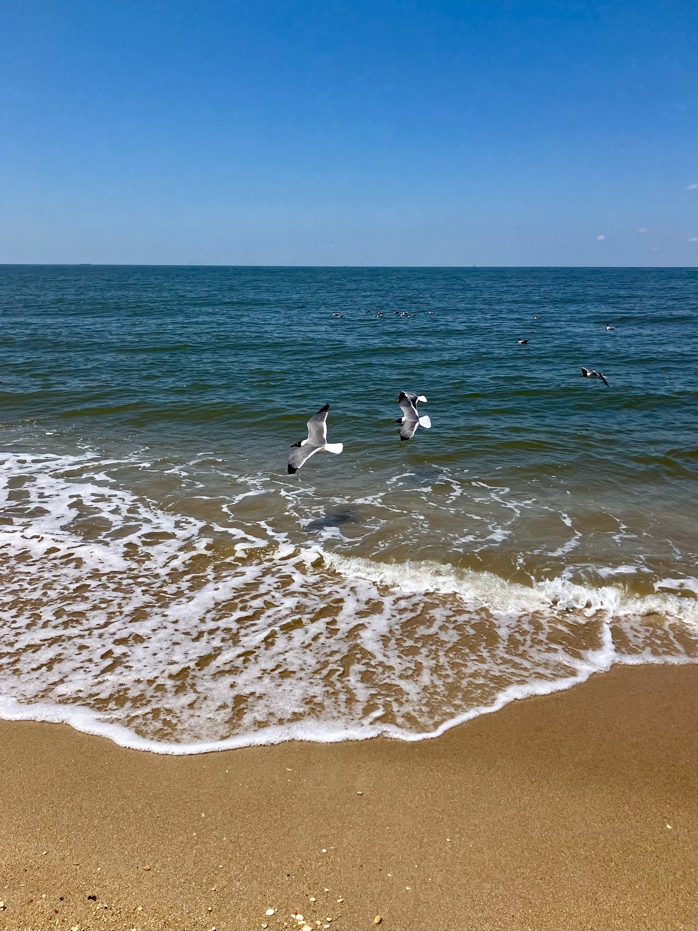 took a recess to cape may yesterday in celebration of the summer solstice 😎

started at higbee beach (took some fun photos for @takearecess 🌾, had a picnic lunch 🍓, and beach combed 🐚), stopped at the lighthouse (because I always have to say hi t