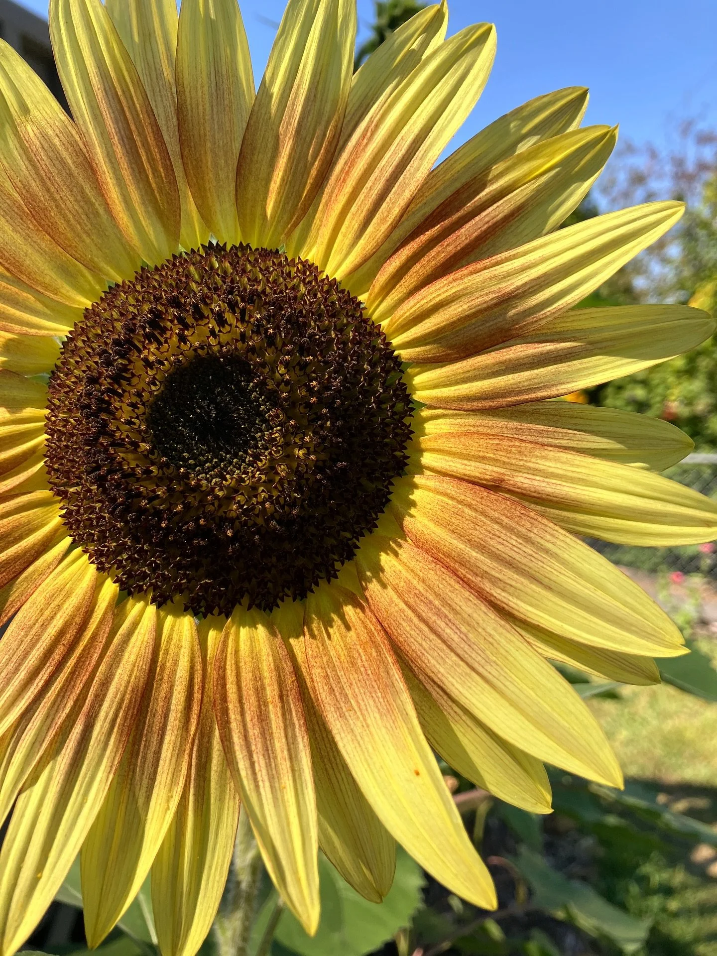 the summer I turned (half the backyard) pretty 😆(and into a sunflower field) 🥹🌻☀️

why re-plant grass when you can have flowers instead? 🙃 I&rsquo;ve loved studying the way the sun hits them throughout different times of the day and seeing all th