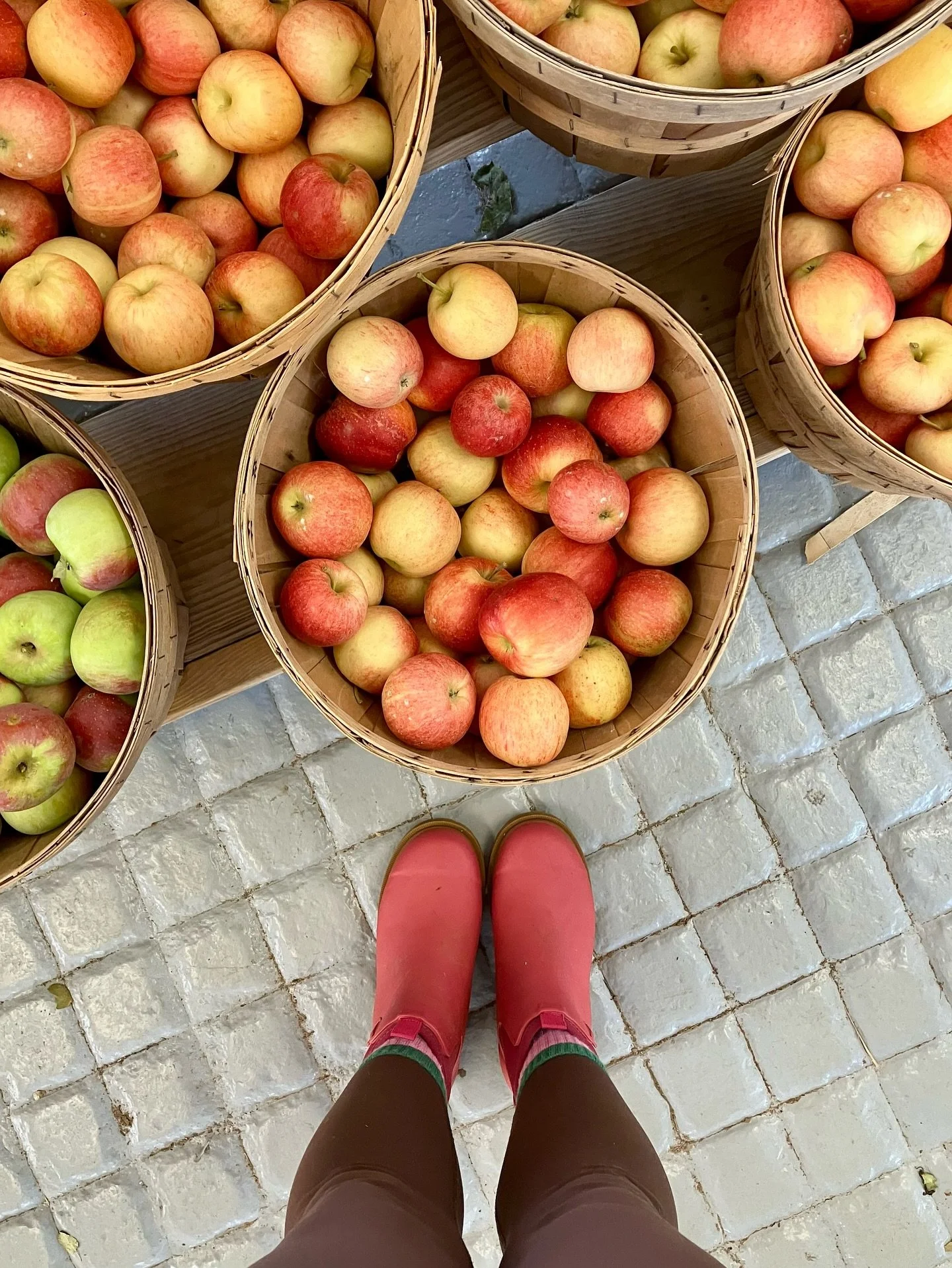 so long september 🍂

the last days of summer and first glimpses of fall ✨ savoring every last tomato and flower in the garden (and collecting seeds for next year) 👩🏻&zwj;🌾 celebrated stewie&rsquo;s 6th adoptiversary too&hellip; how quickly 6 year