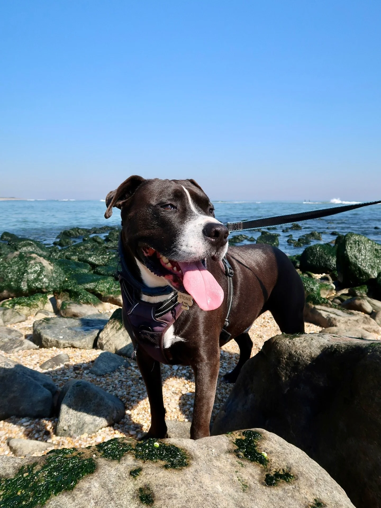 one last dose of summer this weekend in one of our favorite places 🌞 new @taylorswift music blaring from my car&rsquo;s speakers down the parkway ❤️&zwj;🔥 ocean beaches back open for the dogs 🐾 the clearest and bluest skies, water warm enough to s