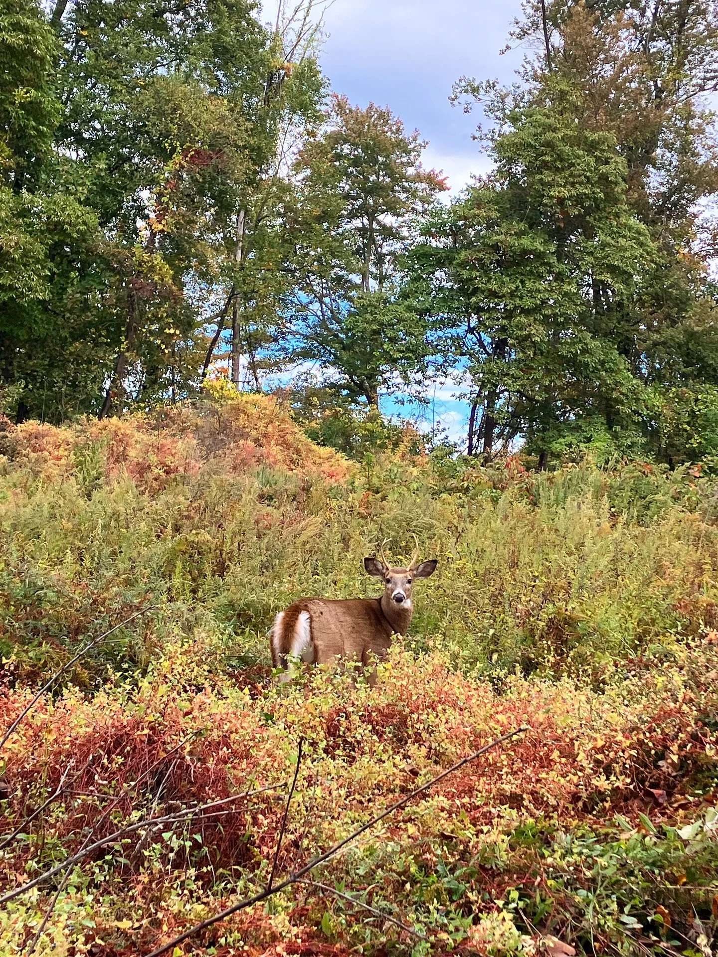 we&rsquo;ve encountered this young buck a few times in recent months on our walks, and he always lets me take his picture 🦌 - he seems more curious than scared (even when the dogs bark) and grazes so close to the path 😅 the last photo was from this