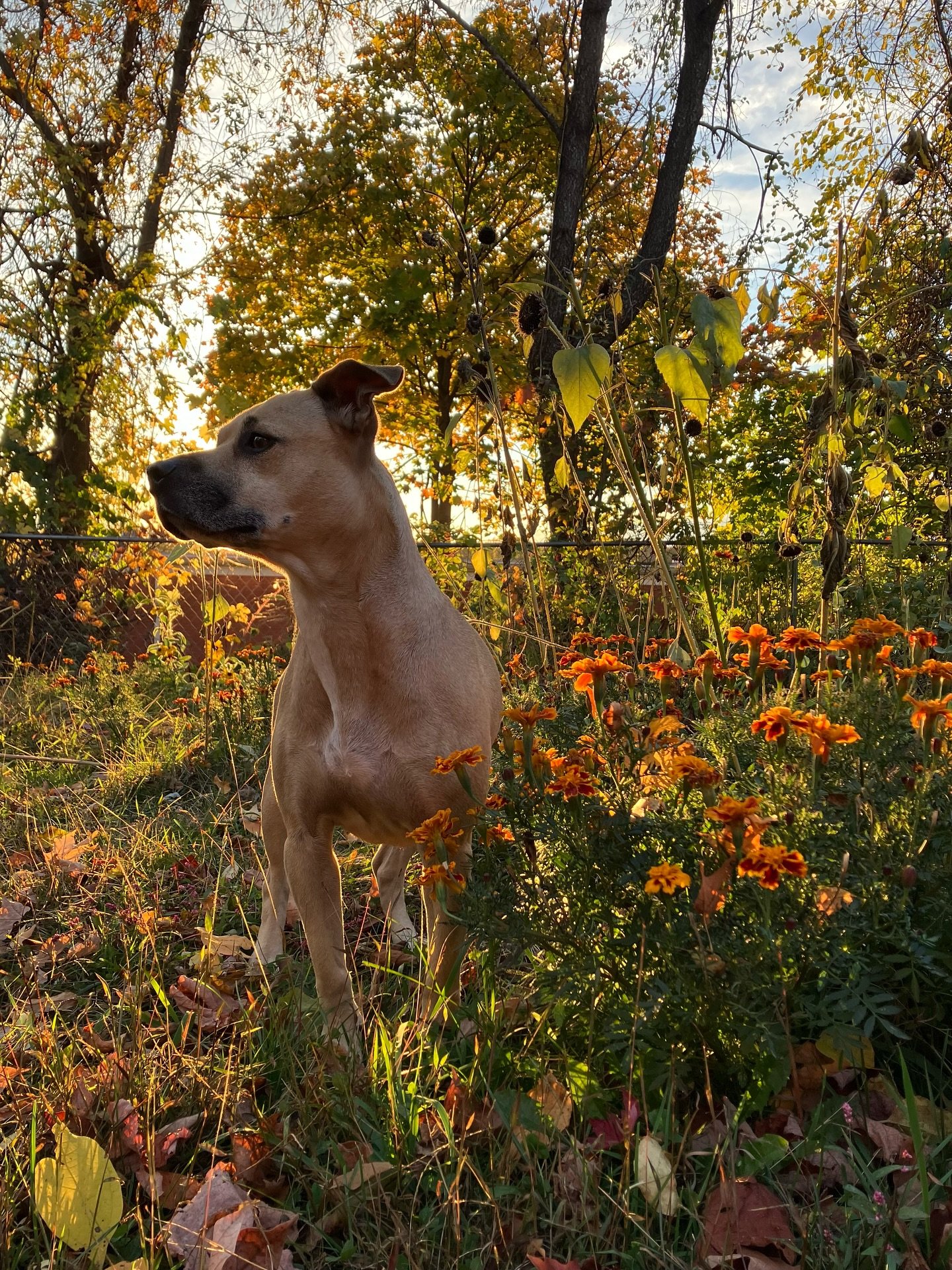 october in new jersey 🍂🍁🧡✨

#jerseycollective #october #njinbloom #northjerseyadventures #fall #autumn
