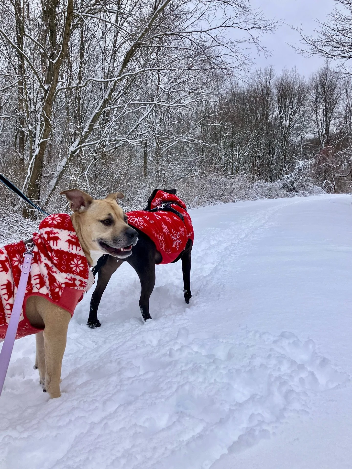 the most beautiful post-christmas snow day 🥹❄️✨

#snowday #jerseycollective #winterwonderland
