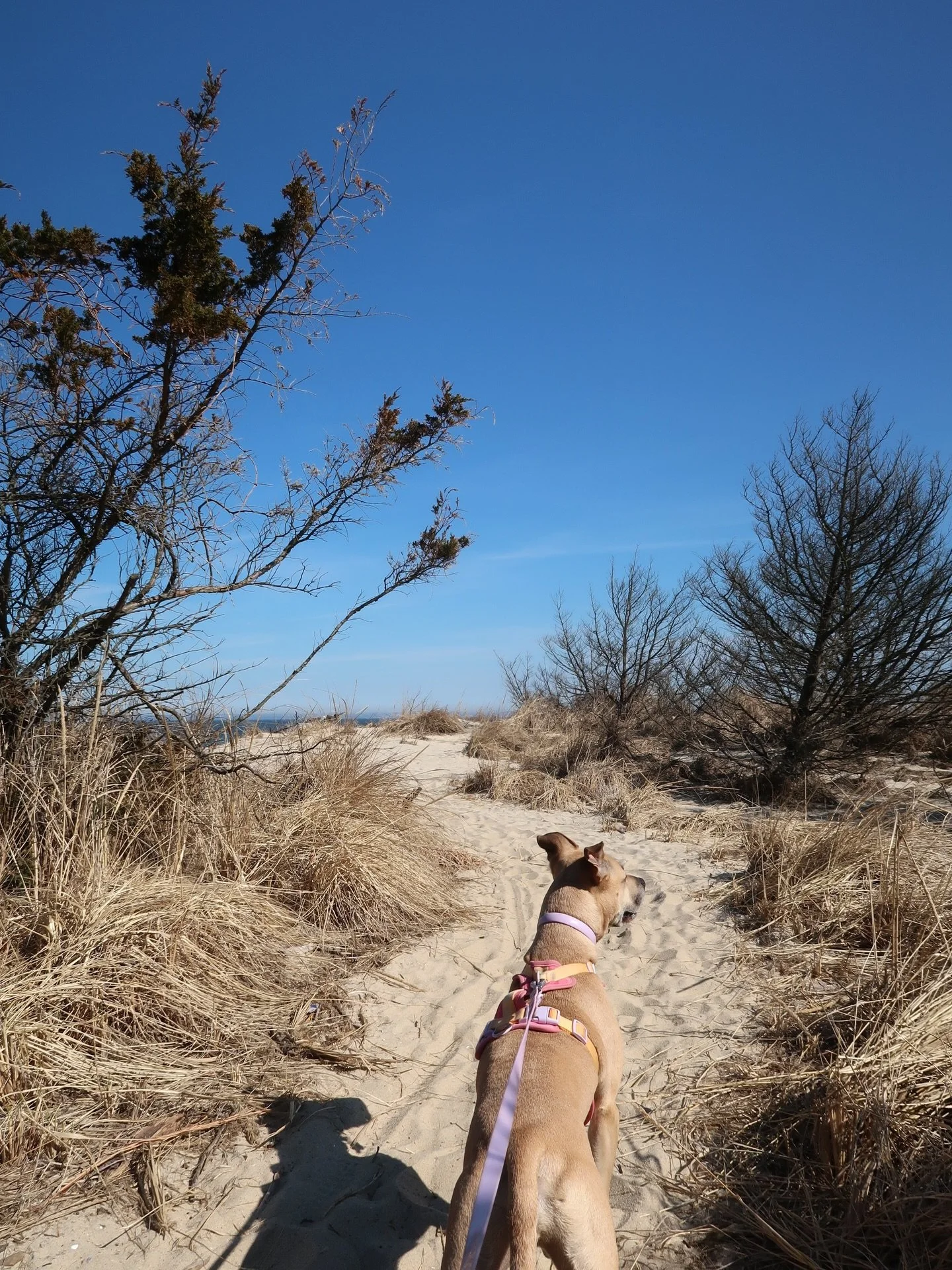 one of the first 70 &amp; sunny days after the longest winter called for a beach day 🌞🐚💦

#jerseyshore #jerseycollective #njisallgood #sandyhooknj #beachday