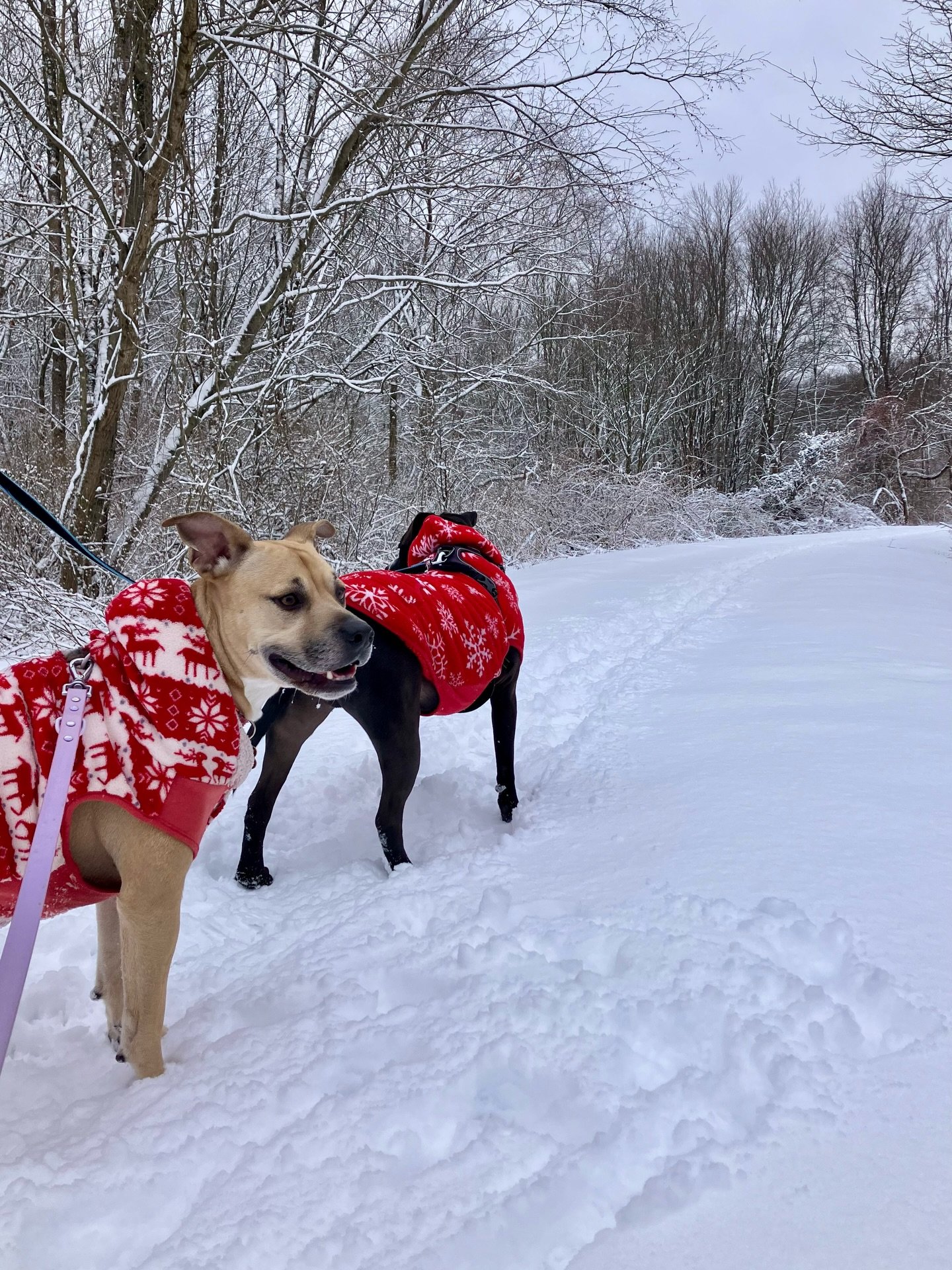 the most beautiful post-christmas snow day 🥹❄️✨

#snowday #jerseycollective #njinbloom