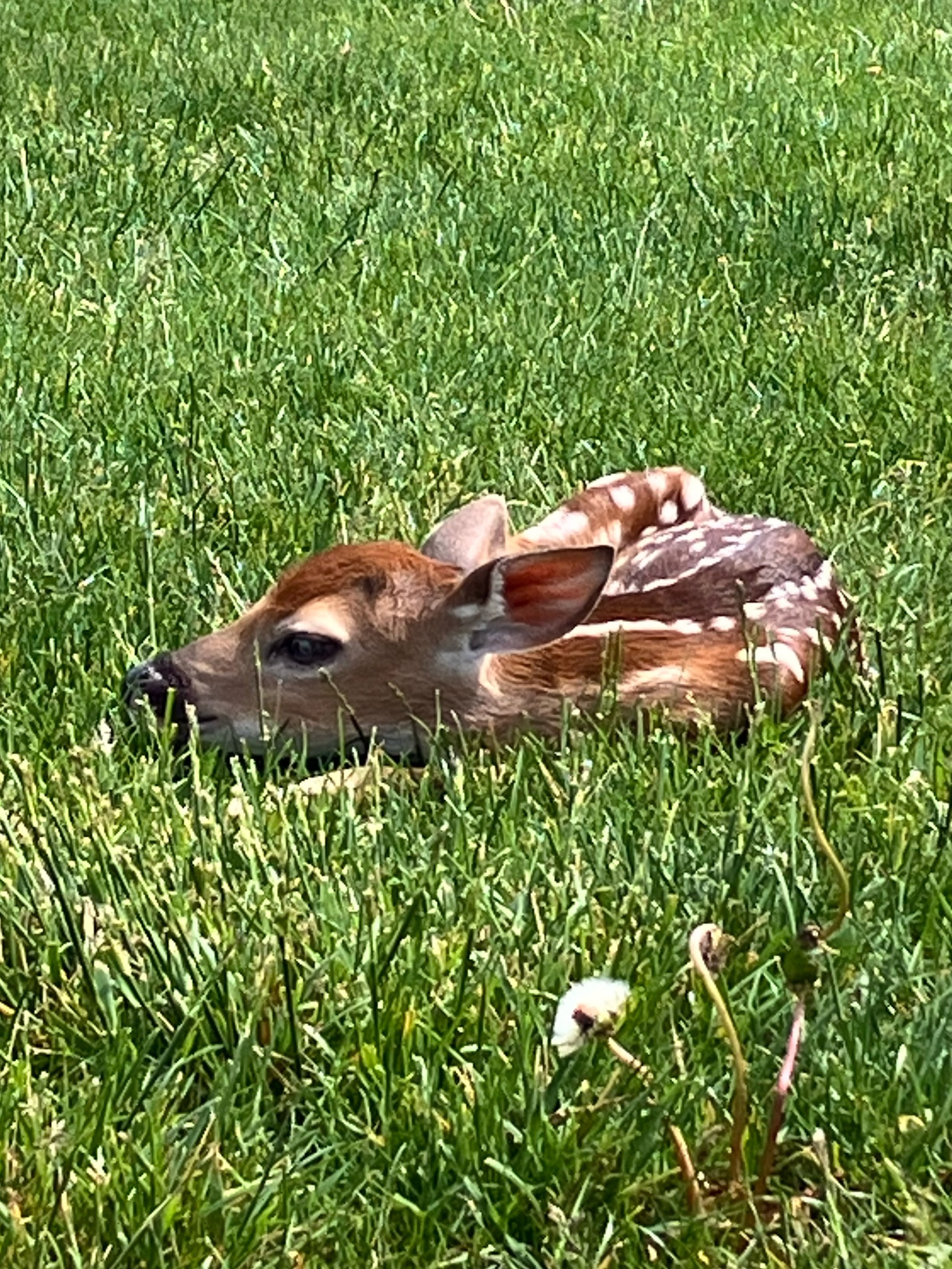 the sweetest little sight on the soccer field the other day 🥹🦌🌾

from a distance, I thought it was a piece of cardboard / trash and approached because I was going to pick it up 😅 when I realized it was a fawn, I thought maybe it was hurt or aband