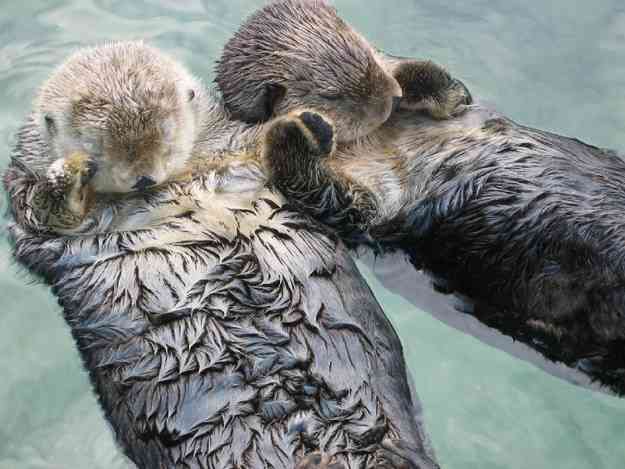 otter-cuddles.jpg