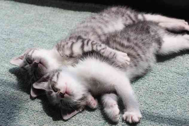 kitty cuddles.jpg
