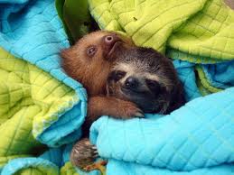 sloth-snuggles.jpeg