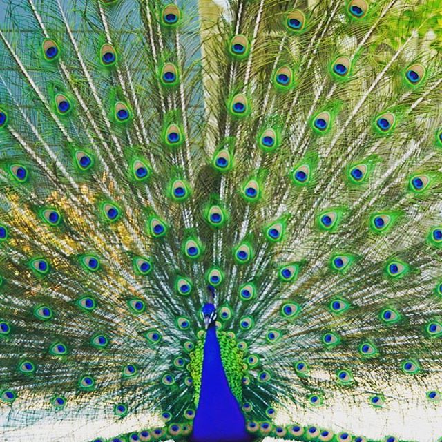 Beautiful! #peacock