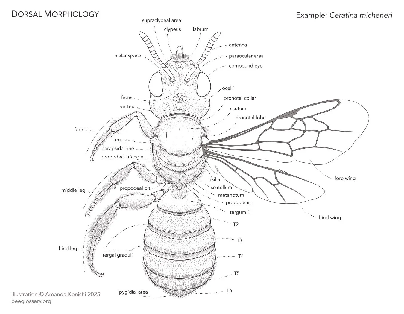 Bee Morphology Diagram - Dorsal Anatomy