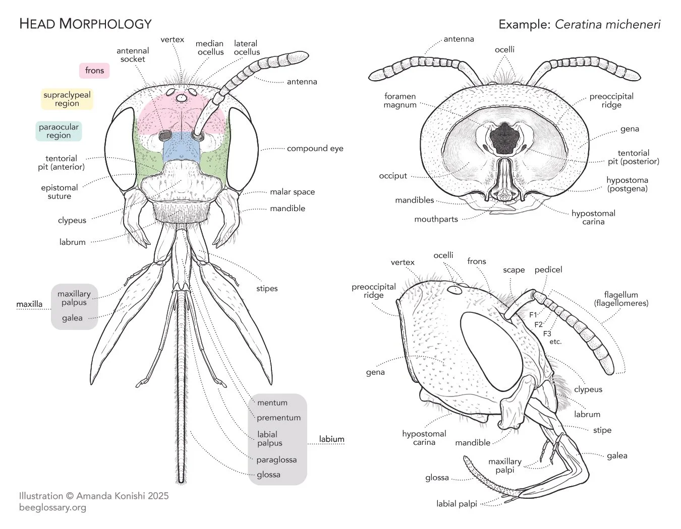 Bee Morphology - Head Anatomy