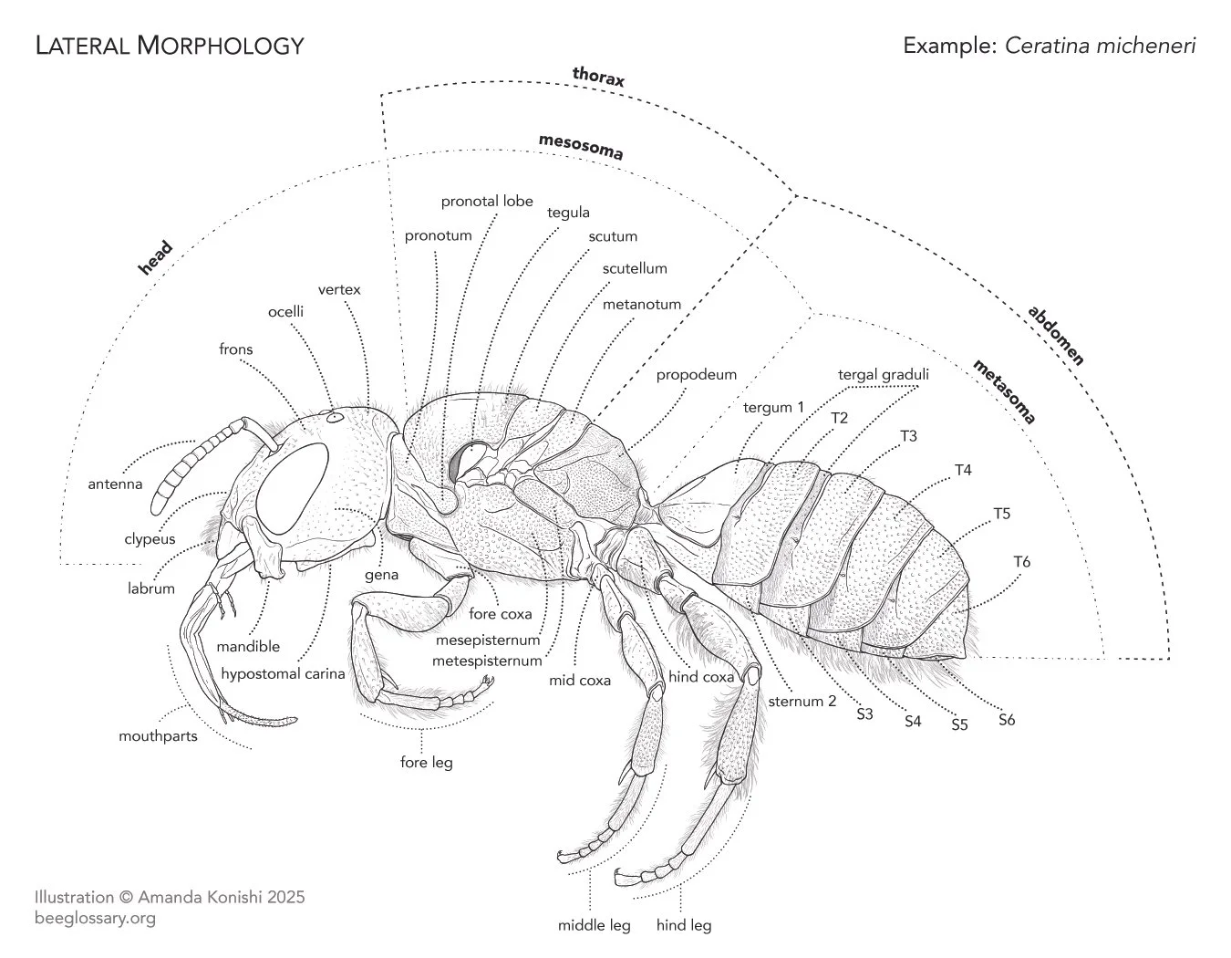Bee Morphology - Lateral Anatomy