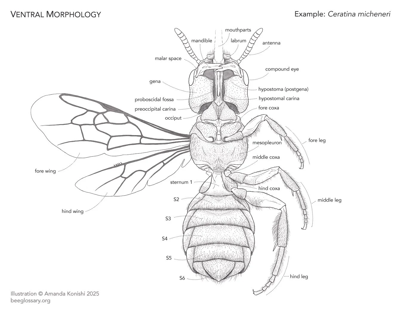 Bee Morphology - Ventral Anatomy