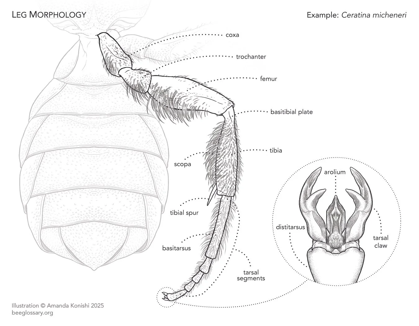 Bee Morphology - Leg Anatomy