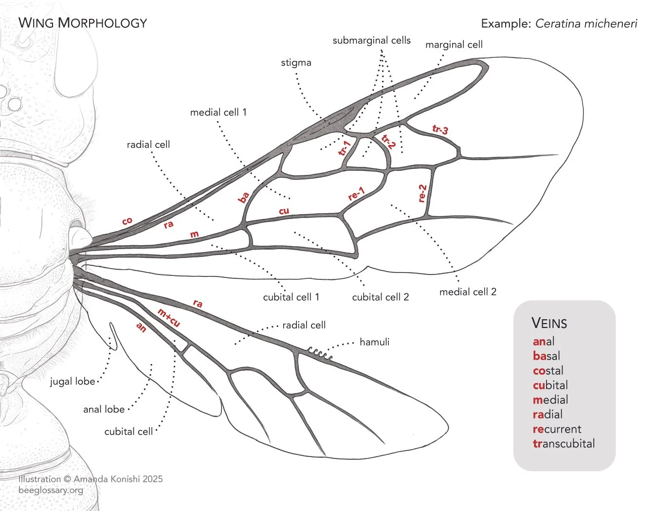 Bee Morphology - Wing Anatomy