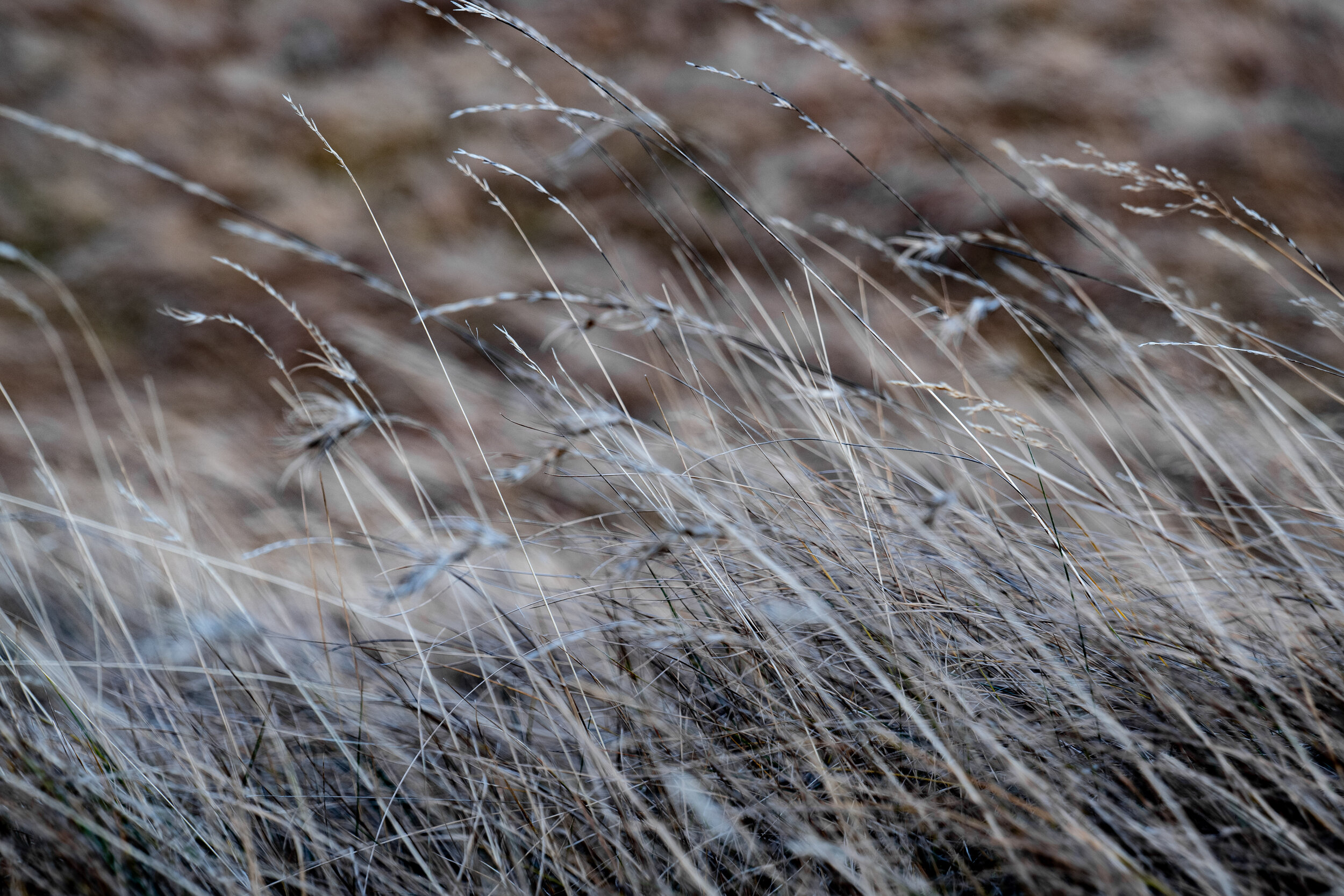 Ayesha DeRaville Icelandic wheat grass.jpg