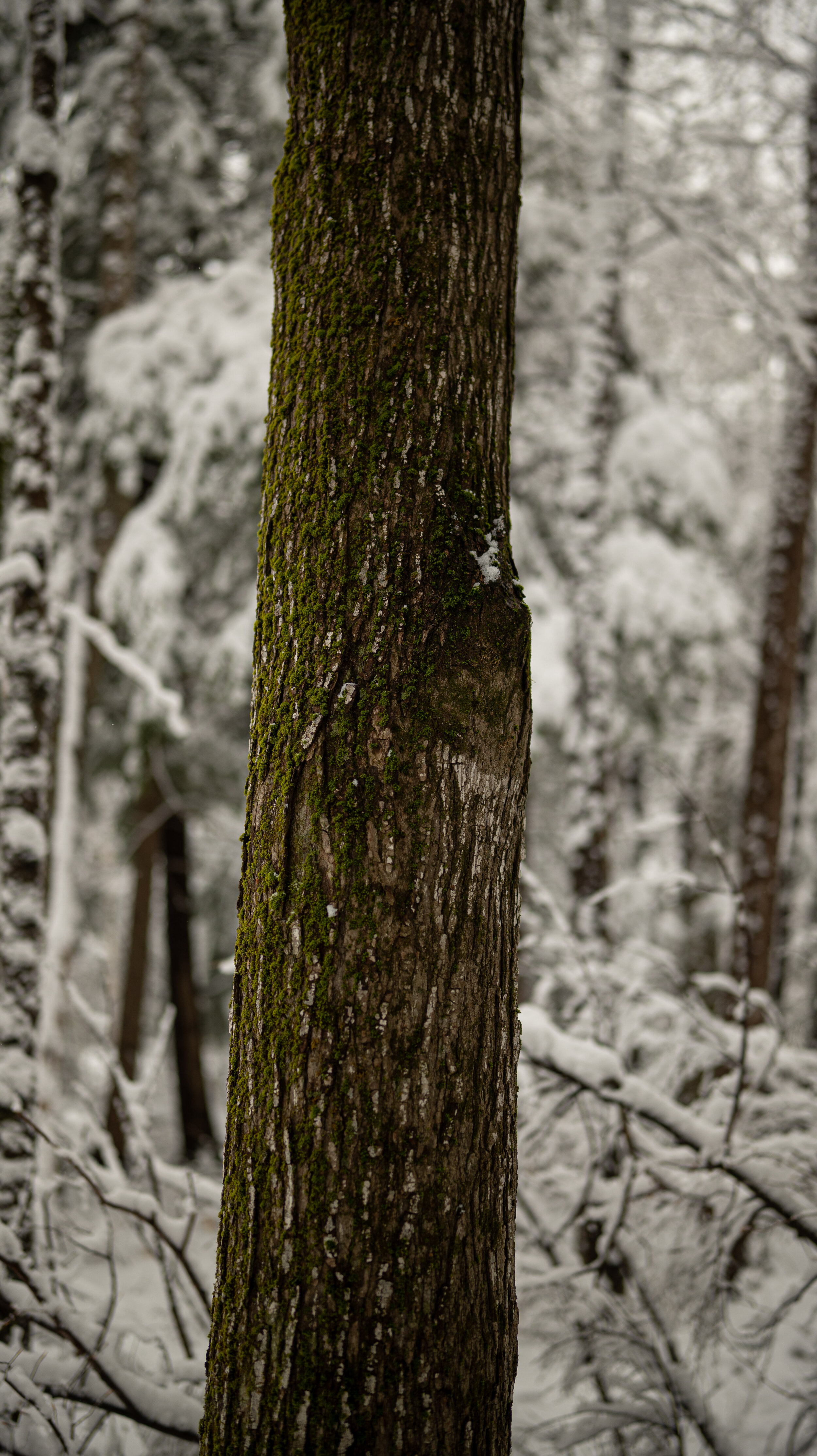 Ayesha DeRaville Lone Tree.jpg