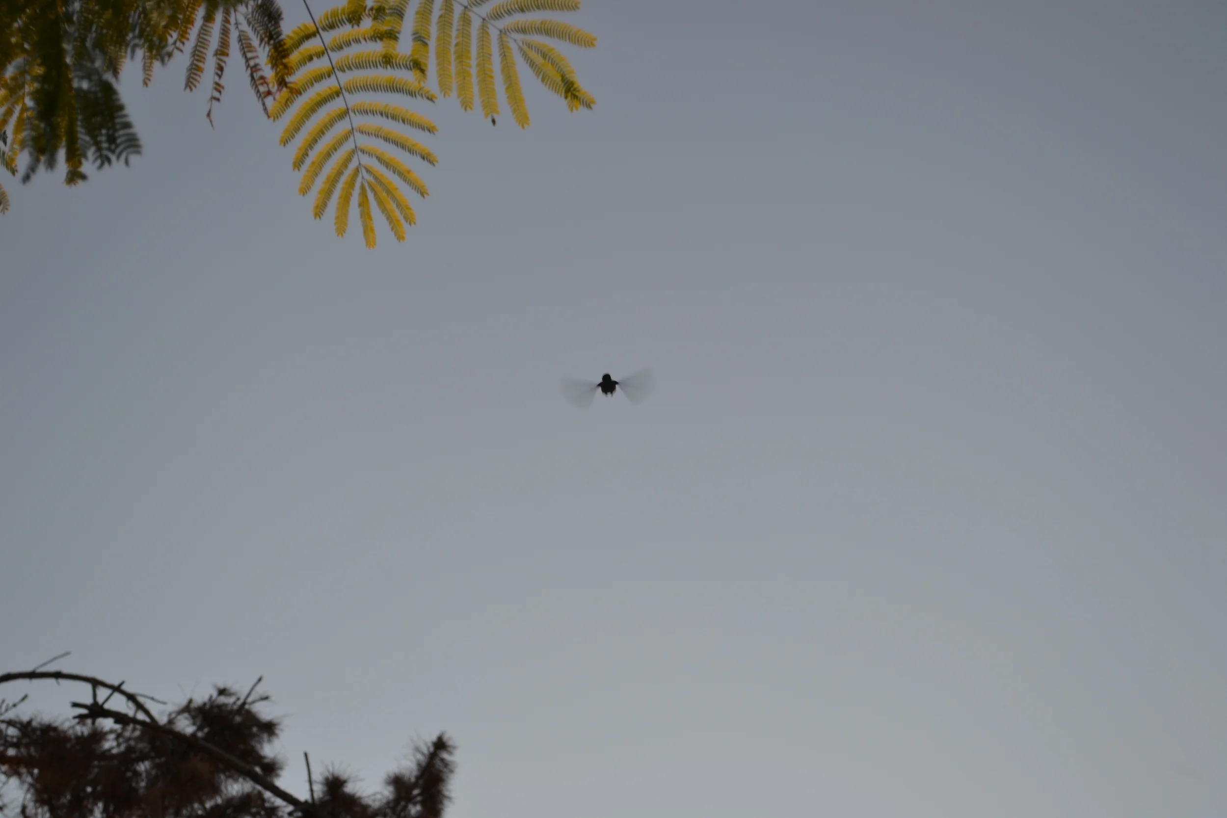 Hummingbird in Las Vegas, NV