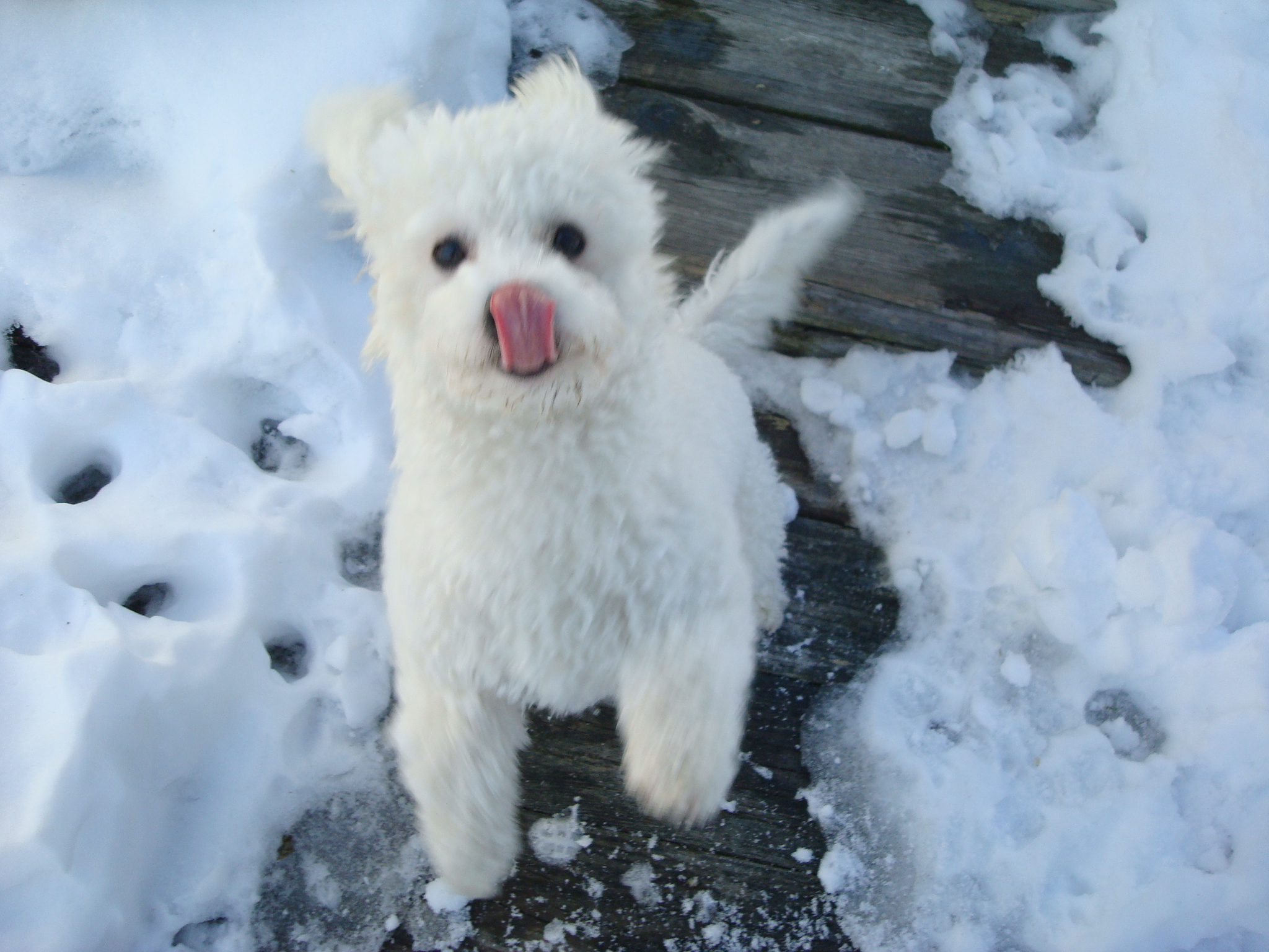 Lucky on Long Island, NY