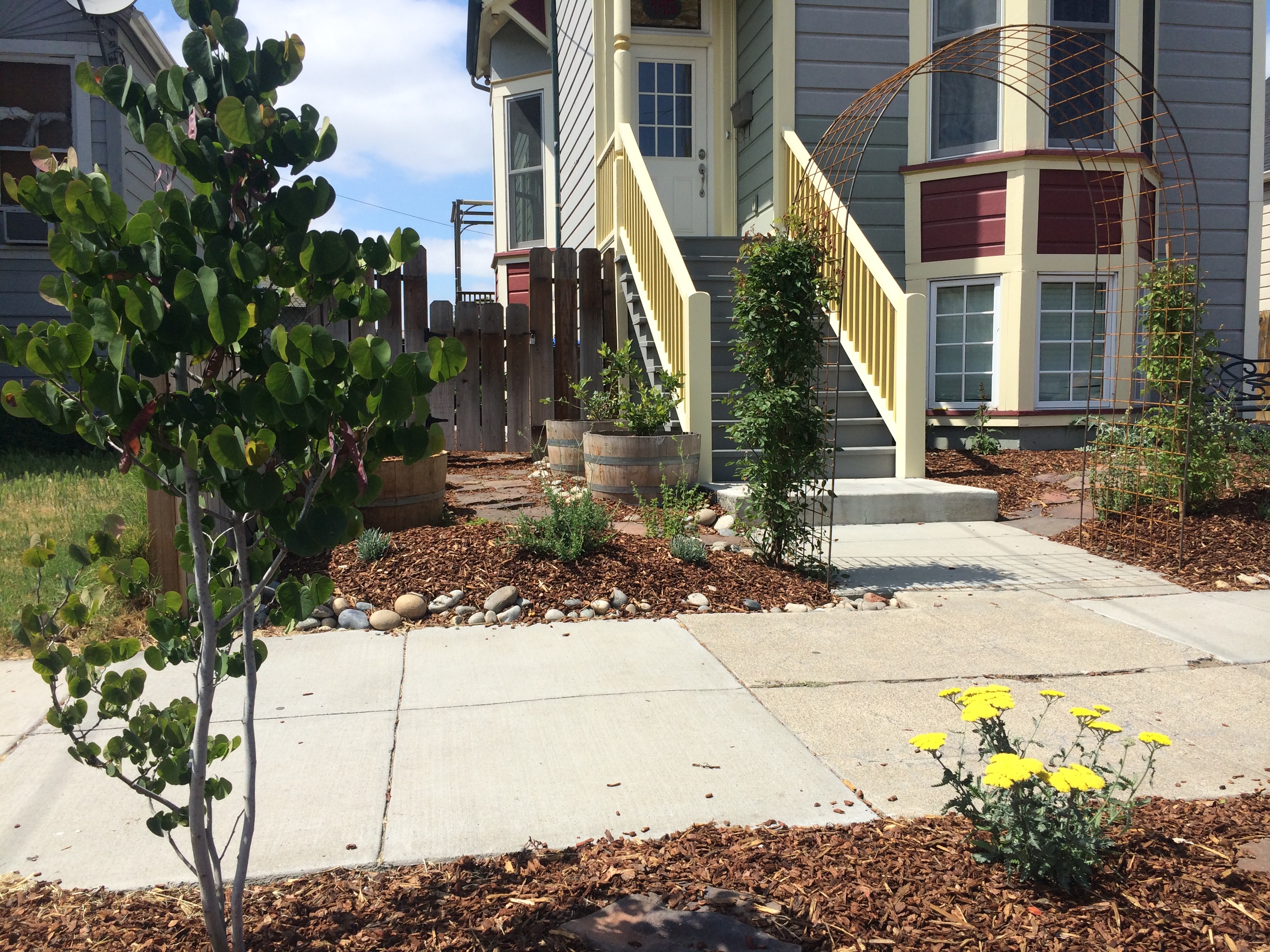 Redbud and Yarrow Parking Strip