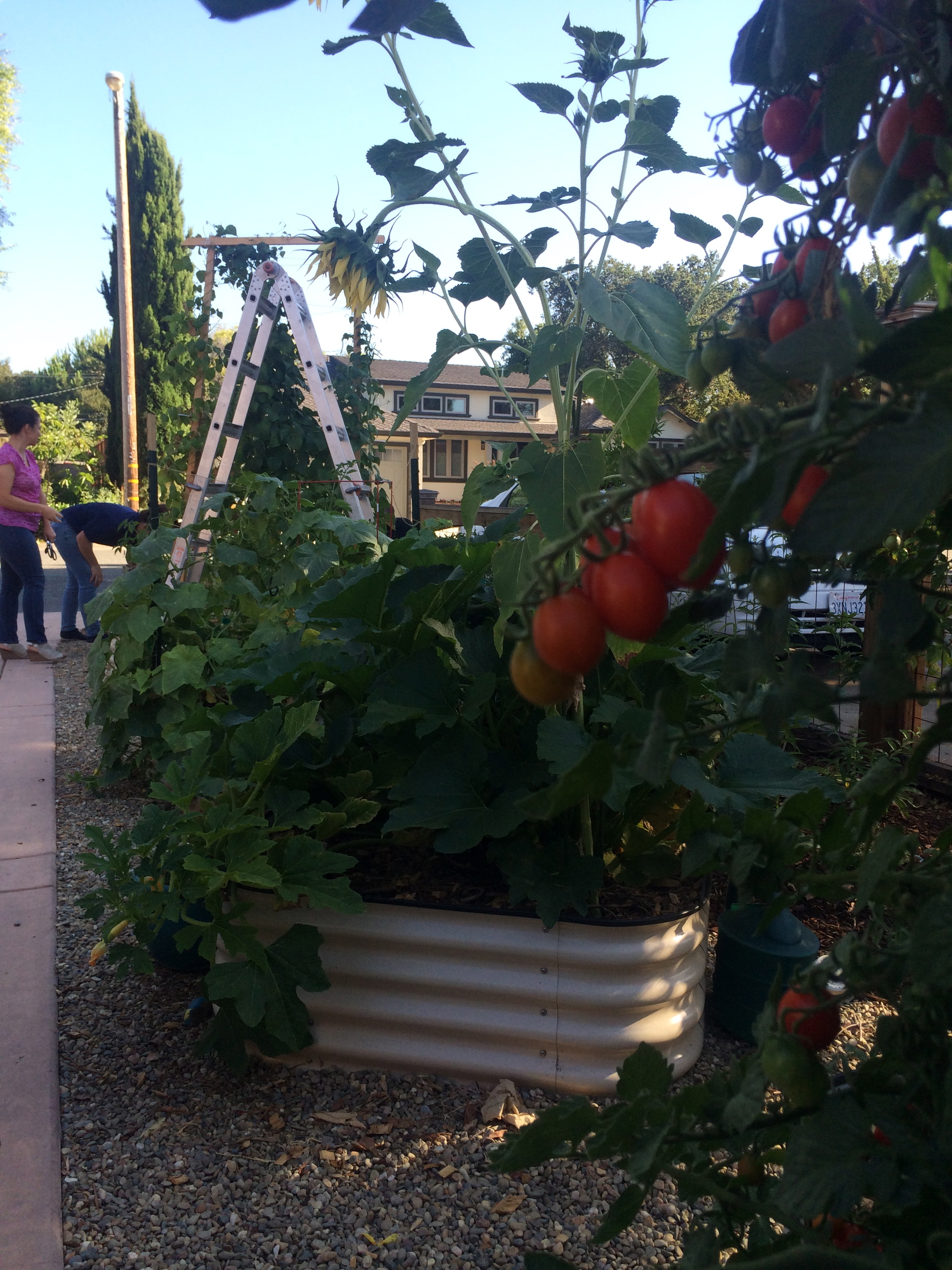 Garden of abundance