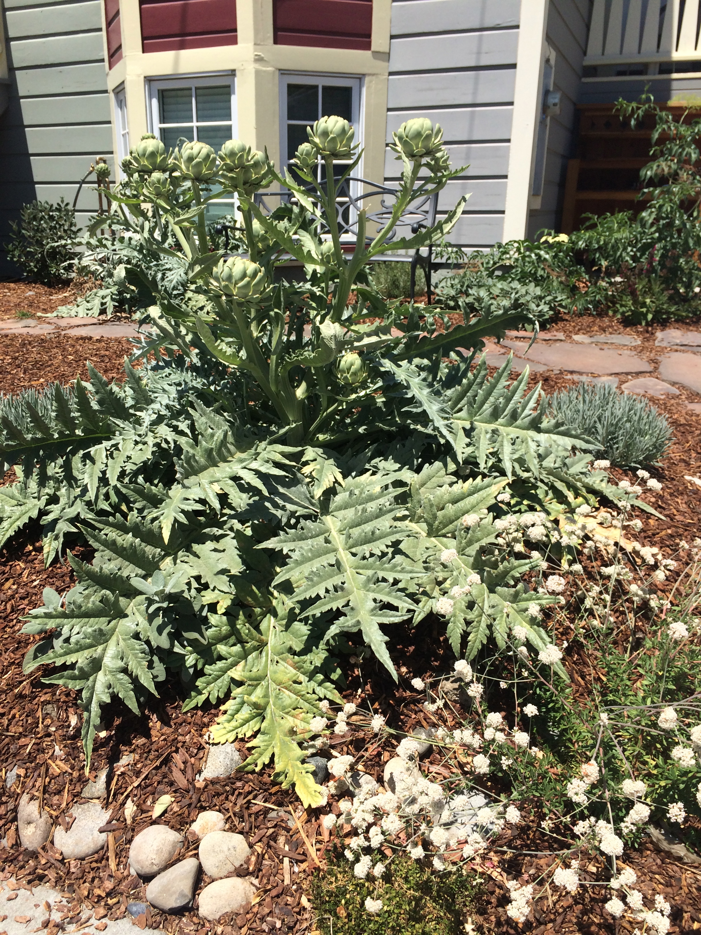 Artichoke