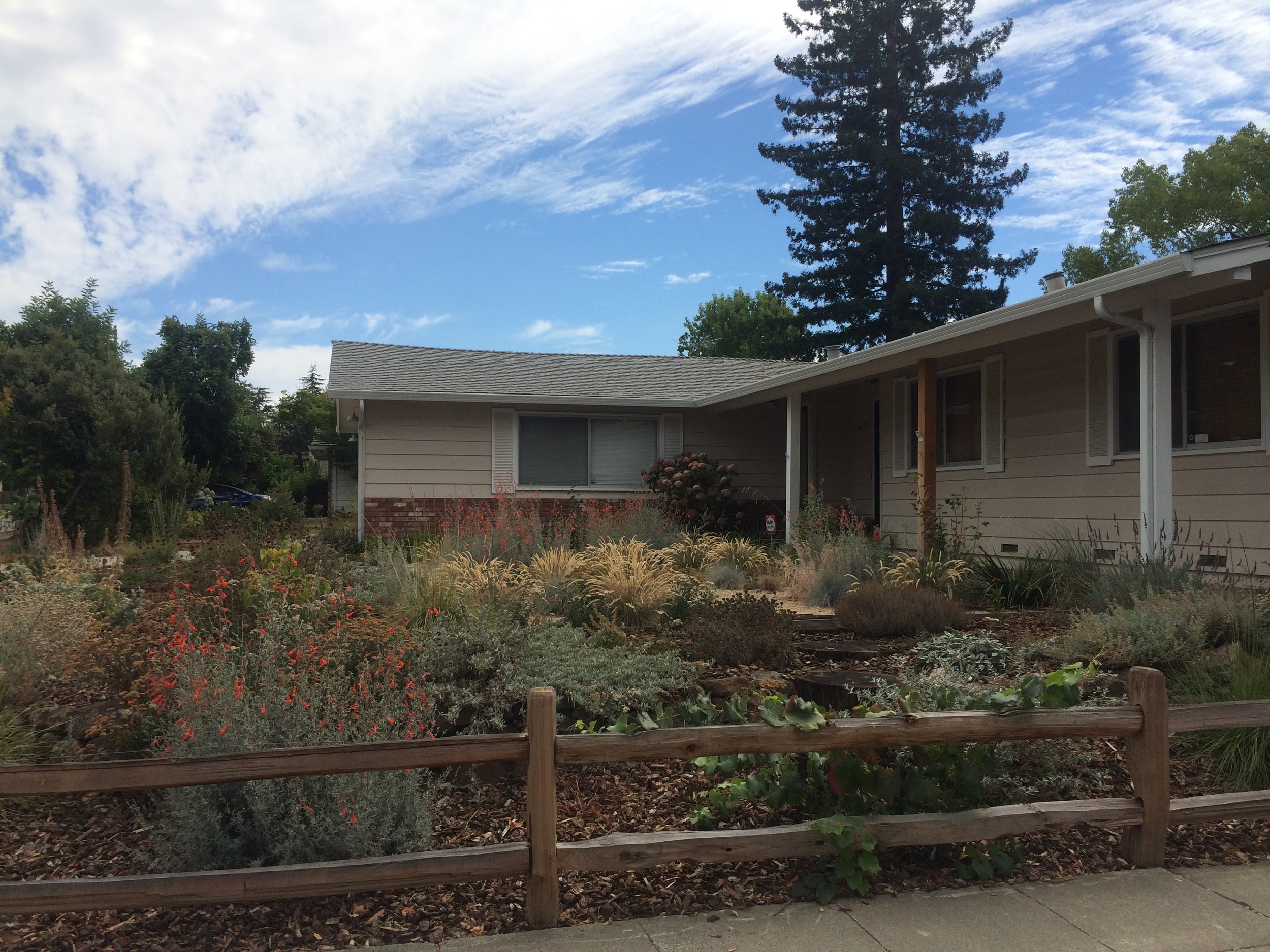 High summer in a drought tolerant garden in Sunnyvale