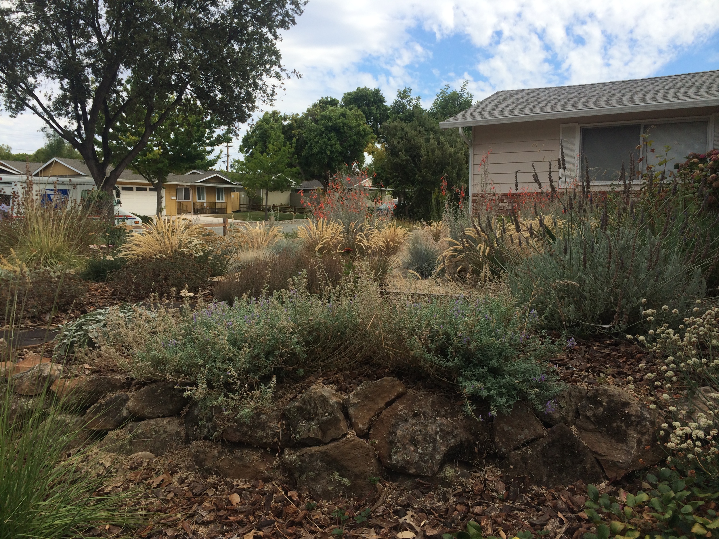 Herb garden at the edge of the meadow