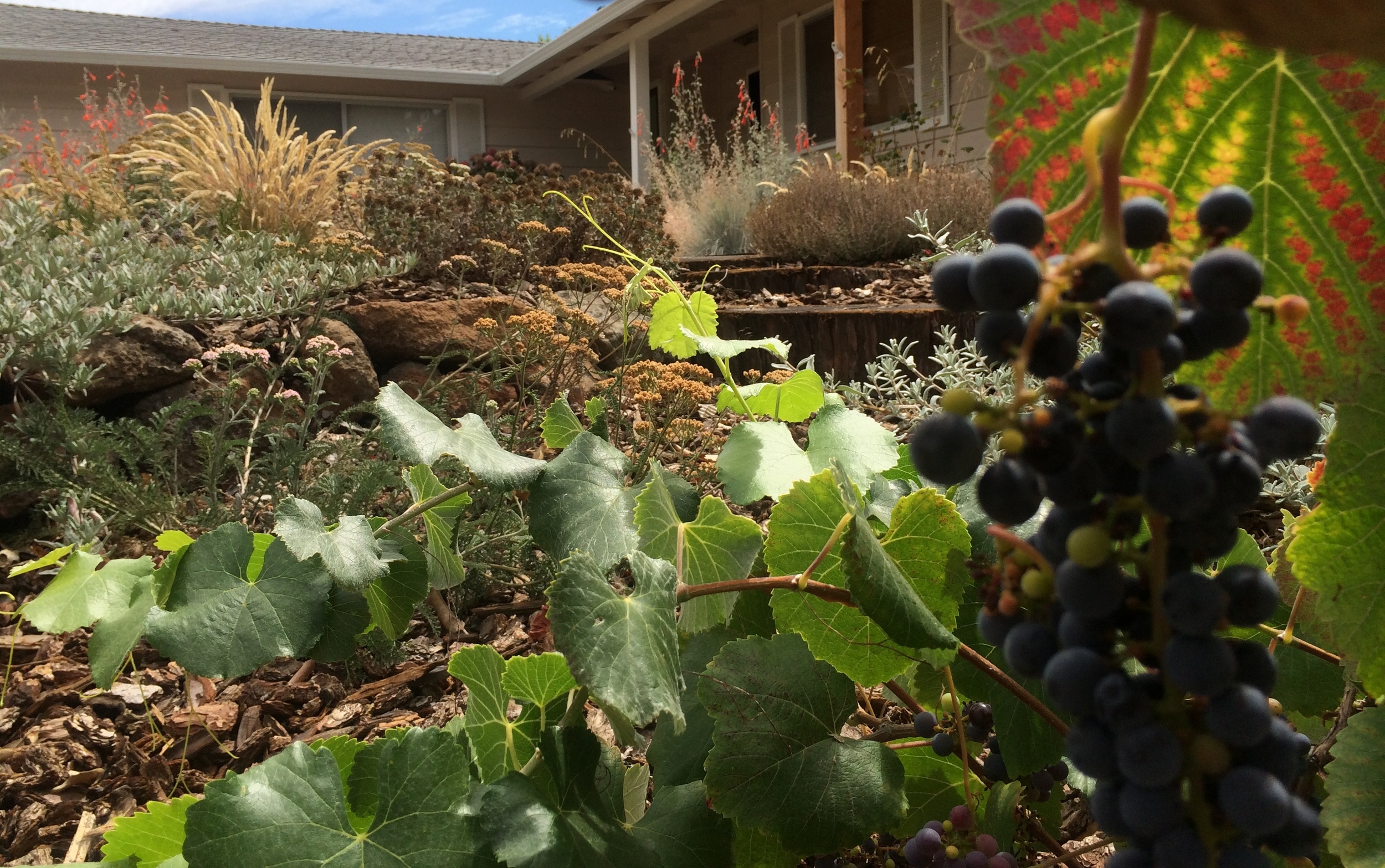 Walker Ridge Grapevine