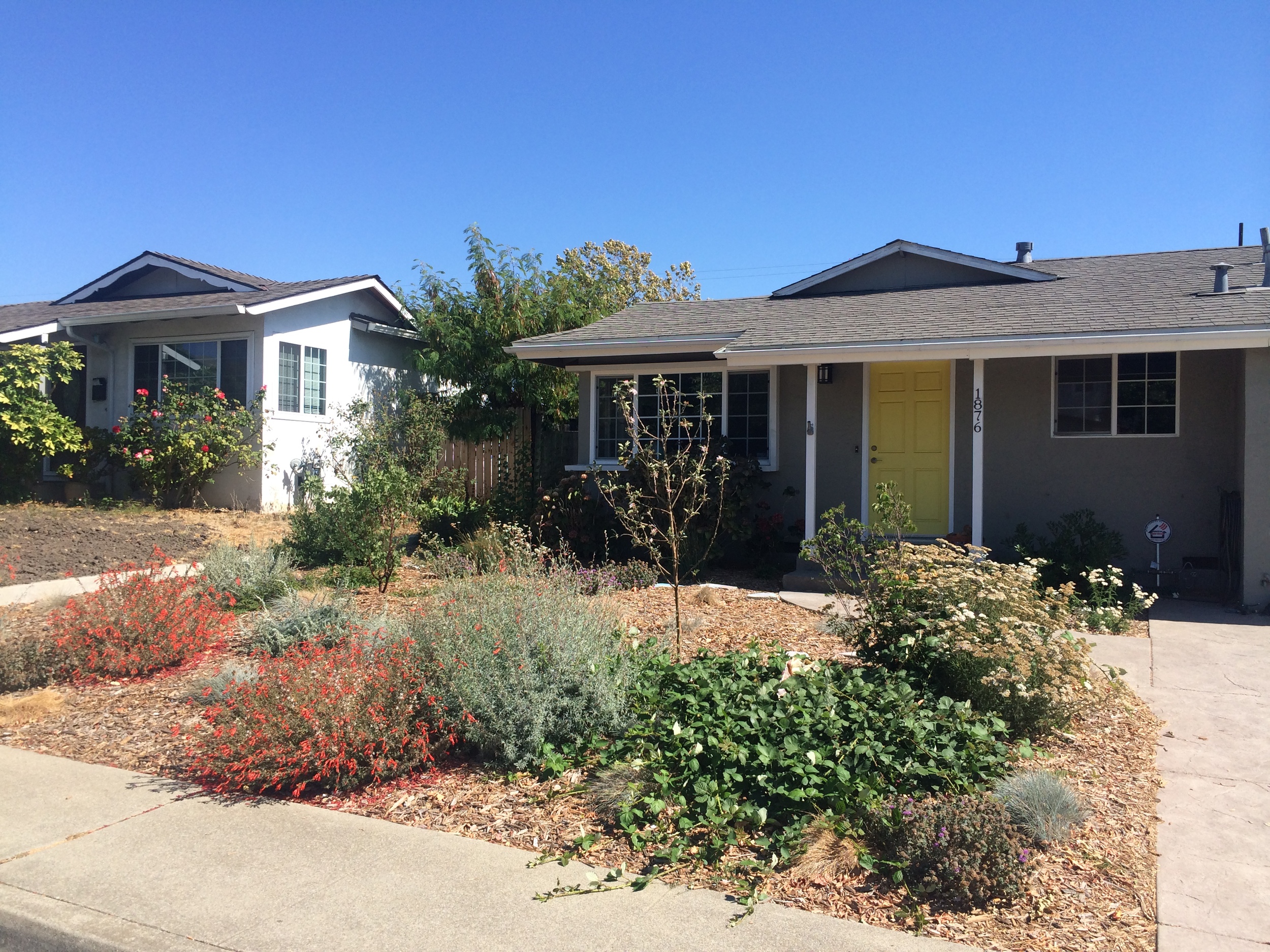 Laundry to landscape, greywater fed fruit tree and berries