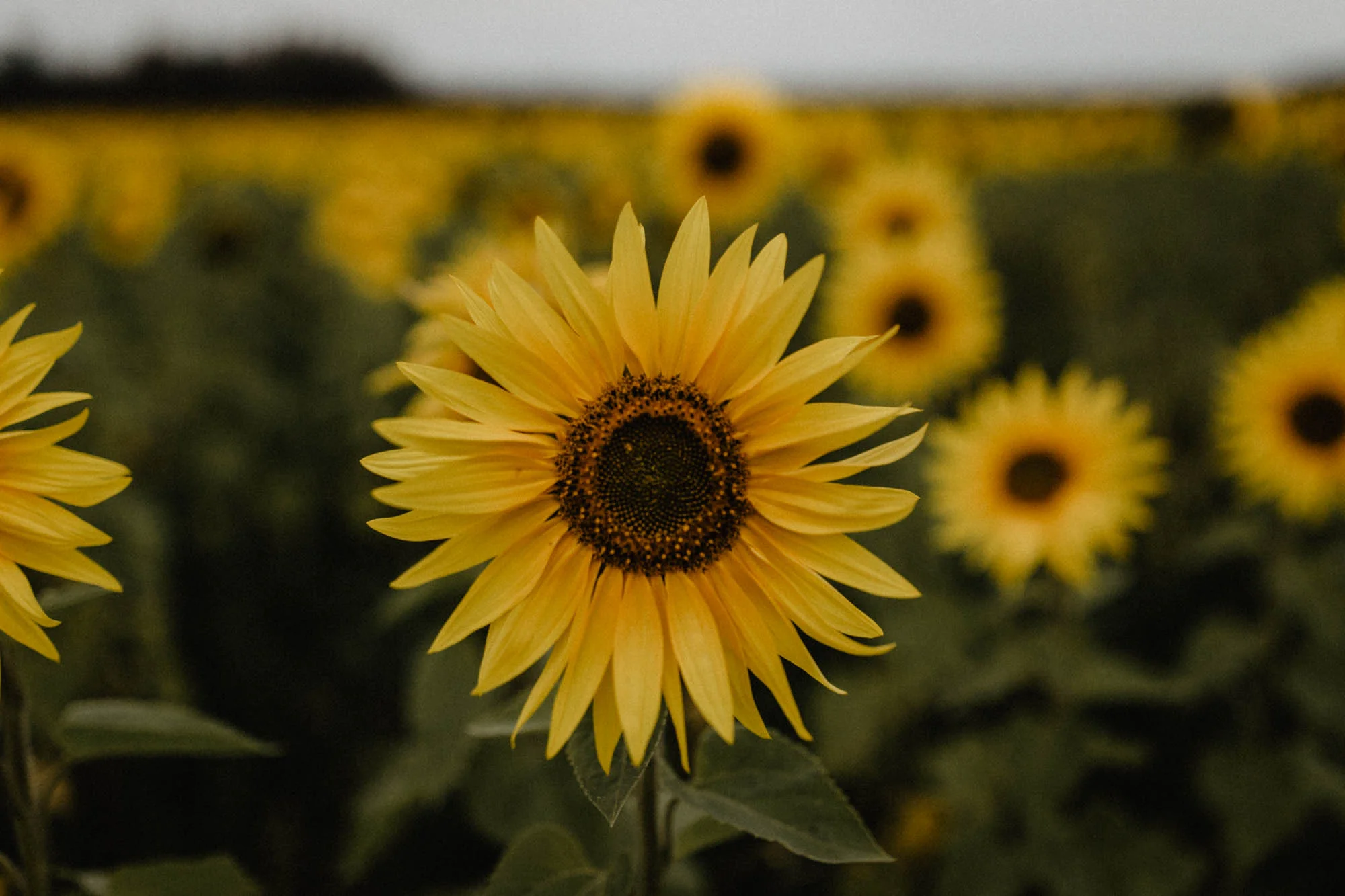 ashley_schulman_photography_sunflower_field-3.jpg