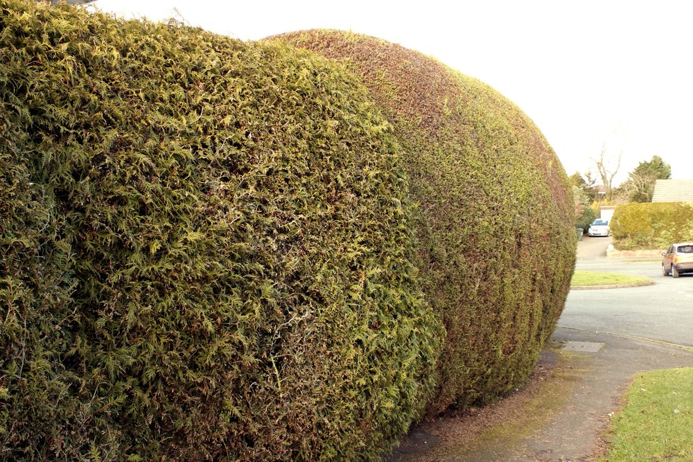 Front trees from the outside