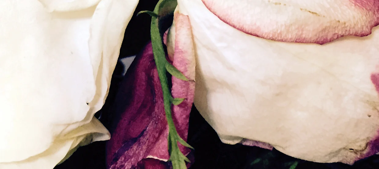 Header-03.jpg