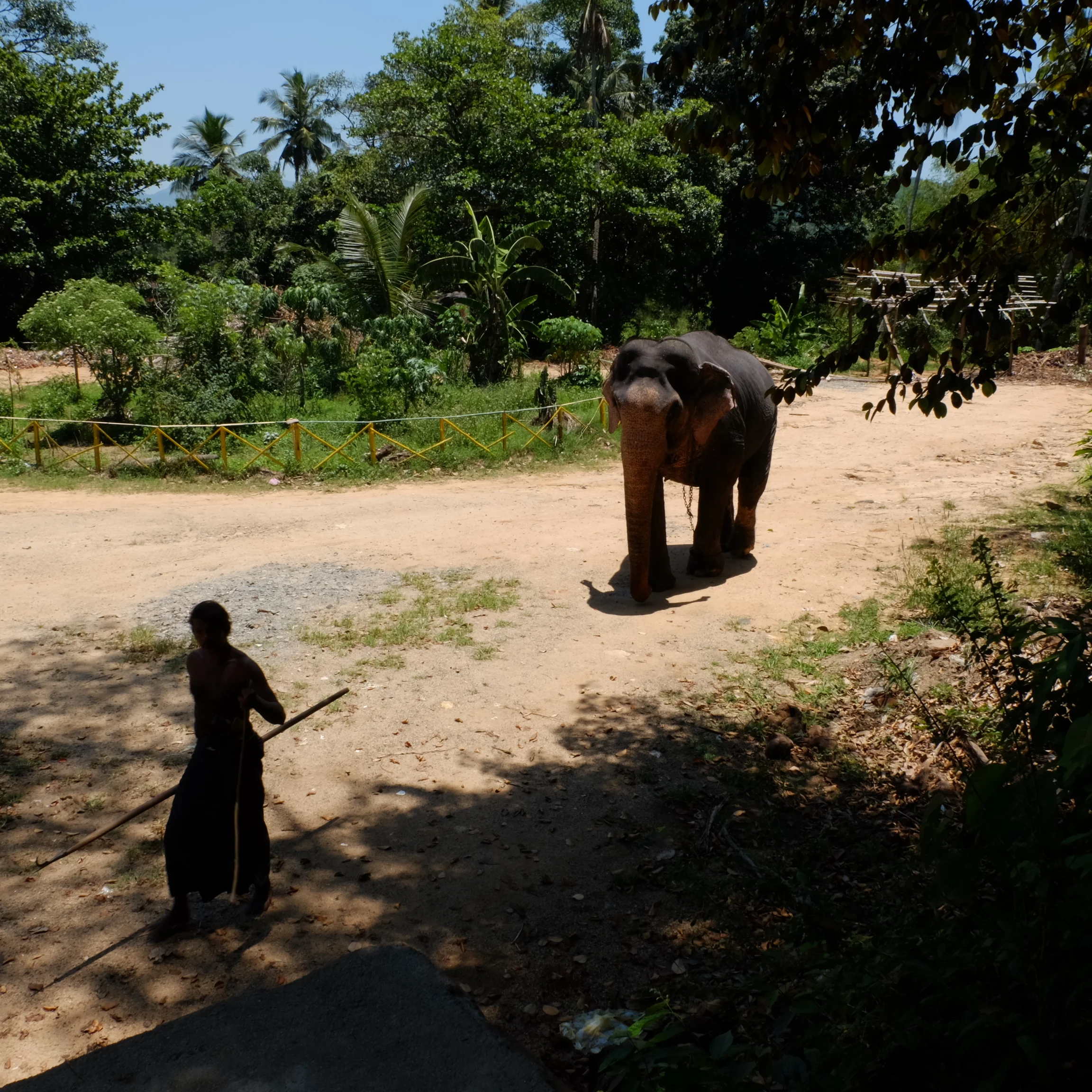 sad elephant.....