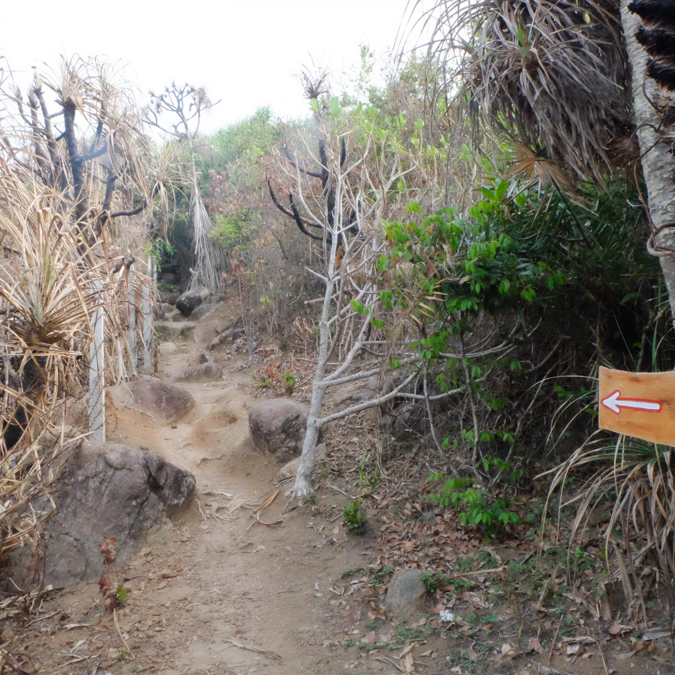 to Jungle Beach 