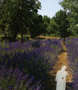 Lavender fields. 2014