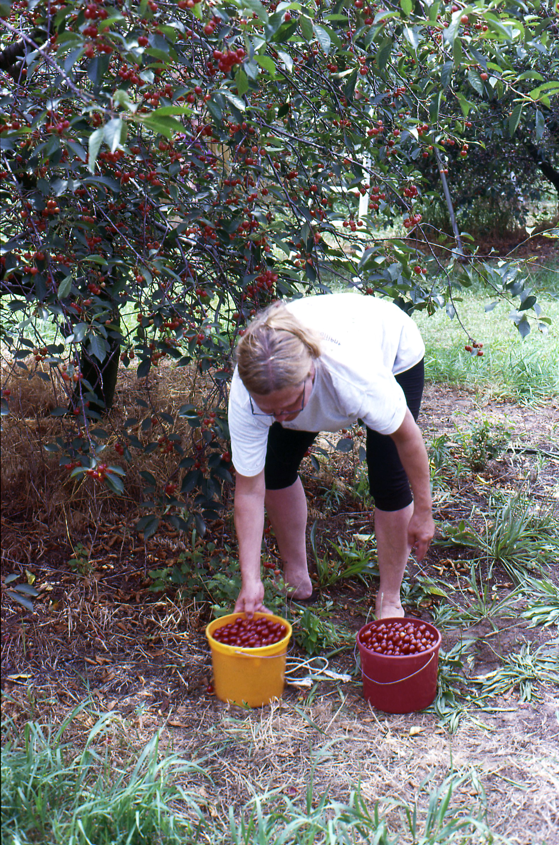 mom picking cherries.jpg