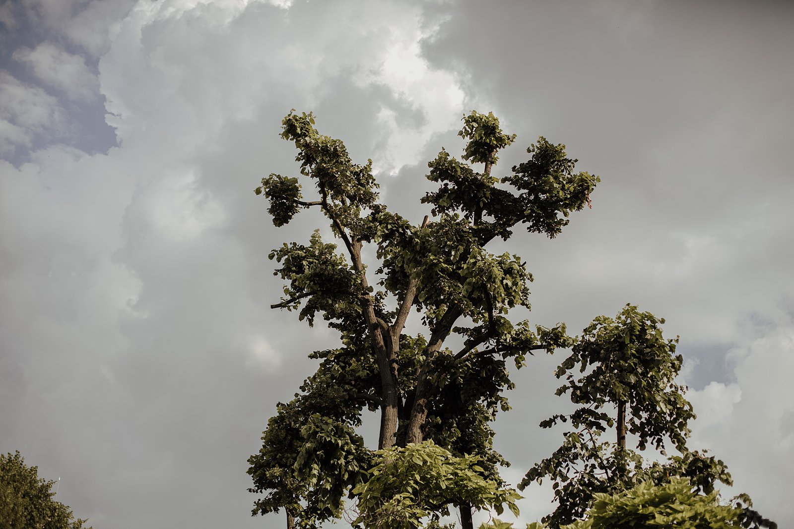 sky-and-tree-boho-wedding