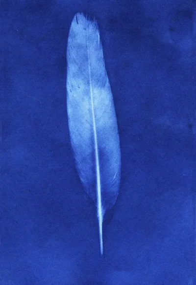 cyan feather006.jpg