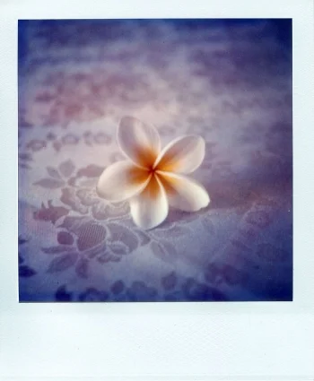 frangipani_by_bangia.jpg