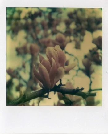 magnolia_by_bangia-d2yrlxk.jpg