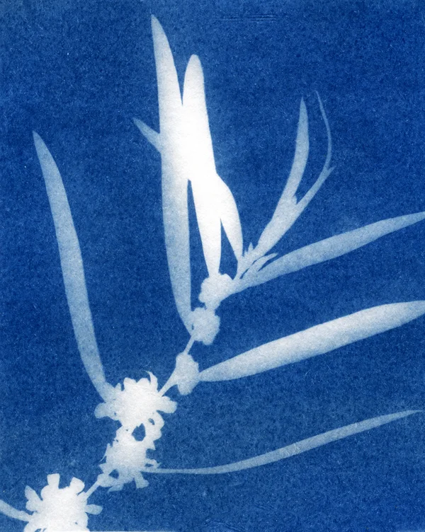 Wanil.jpg