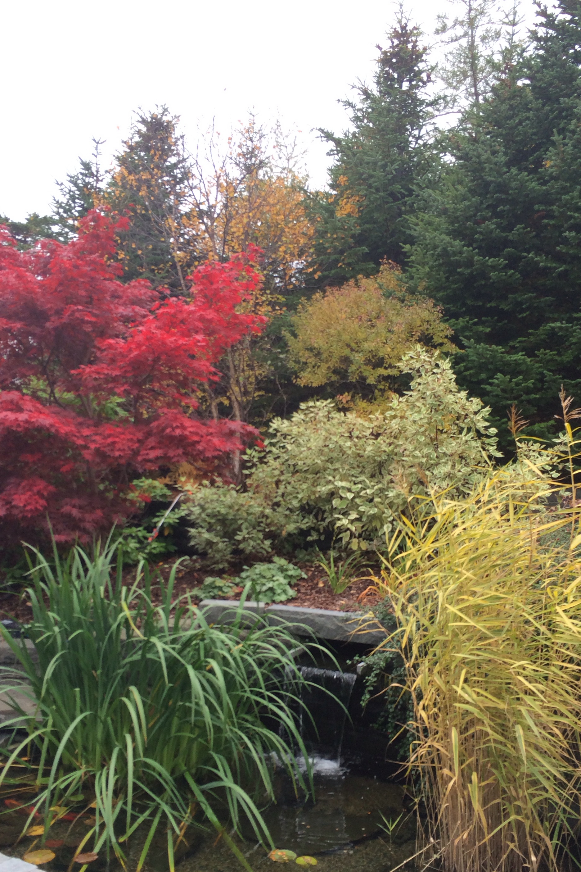 The Pond in the fall.jpg