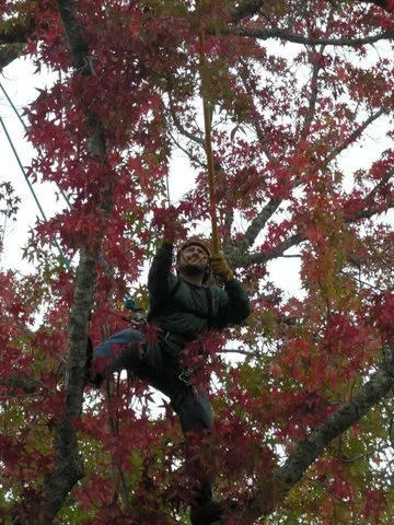 certified-arborist-in-marin-county.jpg