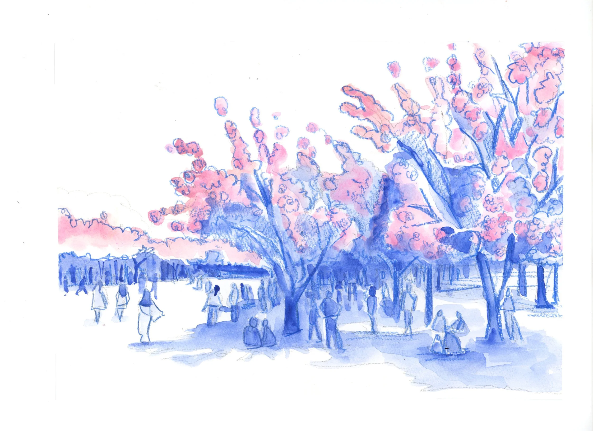cherryblossoms.jpg