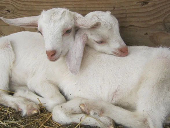 goats.jpg