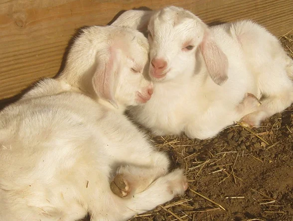 goats2.jpg