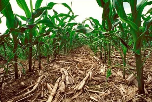 corn_no_till.jpg